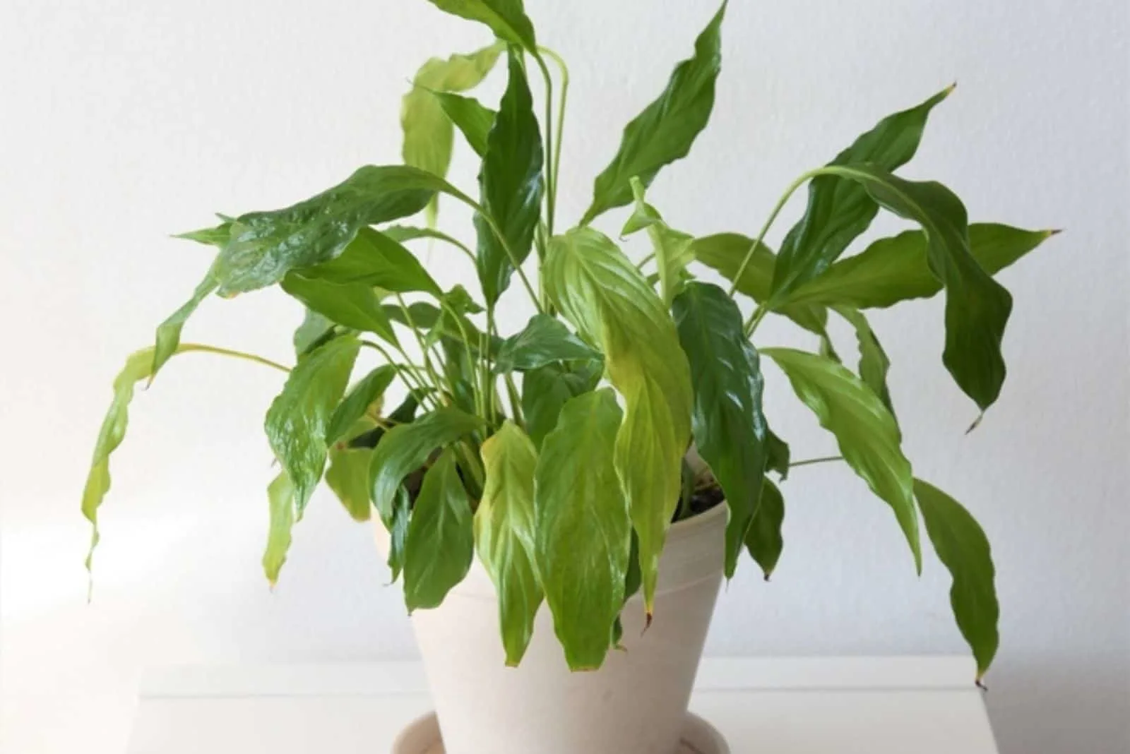 Clevelandii Friedenslilie