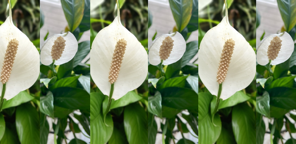 30 atemberaubende Friedenslilien-Sorten + Tipps für deren Anbau