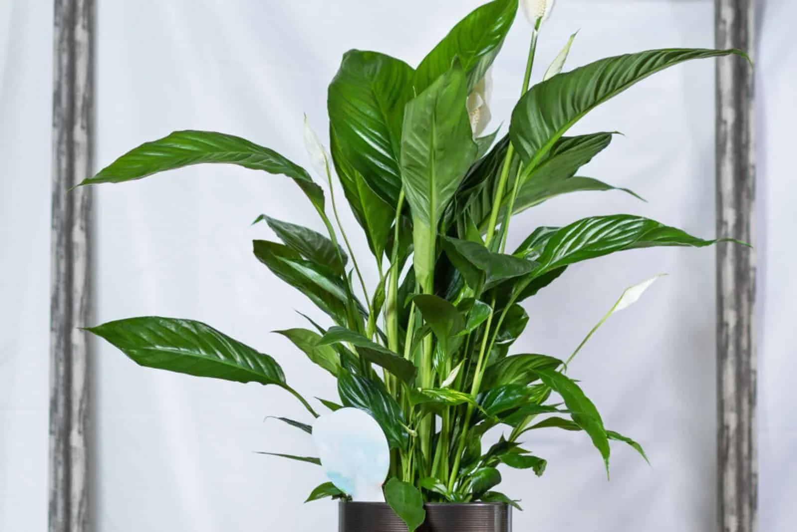 Friedenslilie Piccolino