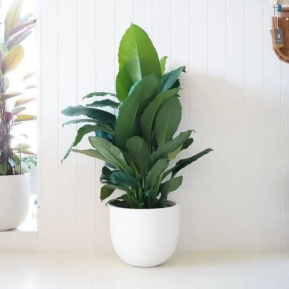 Blaue Mond-Friedenslilie