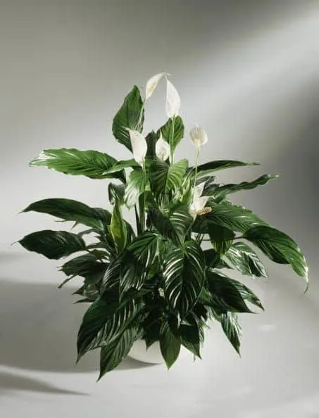 Spathiphyllum annette