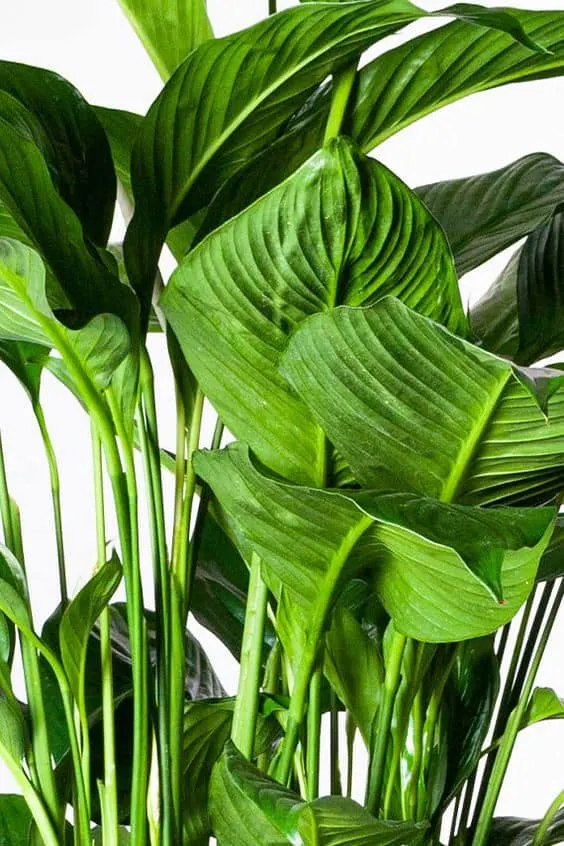 Spathiphyllum Süße Lauretta