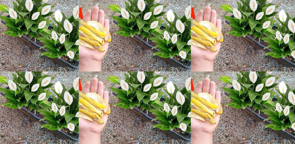 4 Schlüsseltechniken für kontinuierliche Pflanzenblüte und Fäulnisprävention