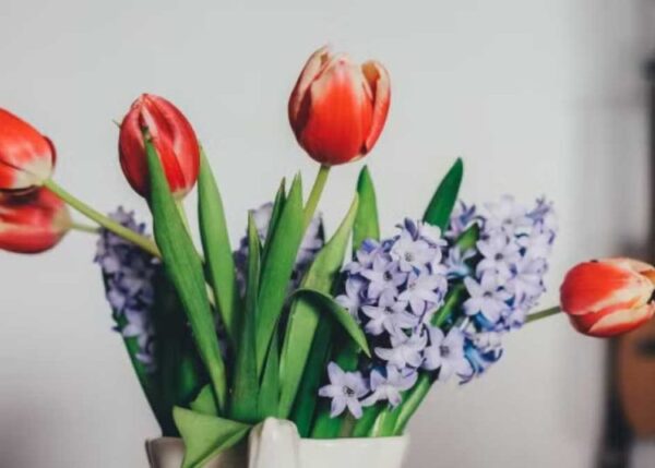 4 Tipps, damit Tulpen in der Vase so lange wie möglich frisch bleiben