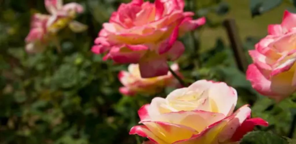4 Tipps für den Anbau schöner Rosen