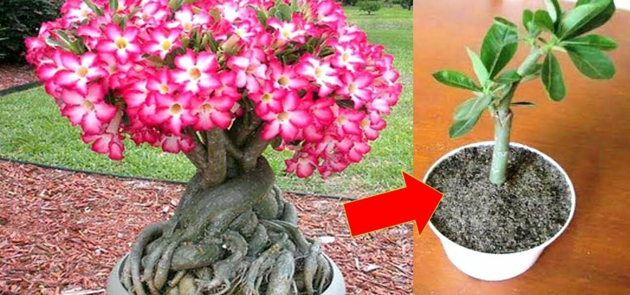 4 Tipps, wie Pflanzen das ganze Jahr über blühen und nicht verfaulen.