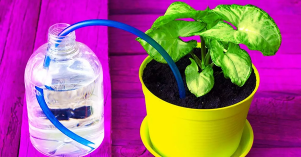 4 Tipps zum Gießen von Pflanzen auf Reisen