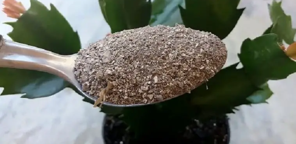 4 Tricks, damit Ihre Pflanzen das ganze Jahr über schneller blühen