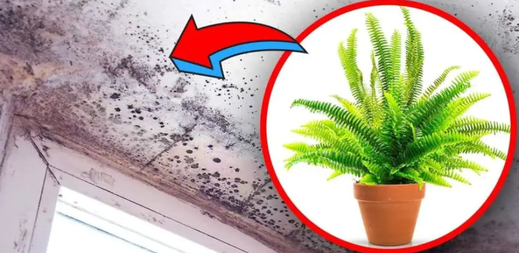 4 Zimmerpflanzen, die Feuchtigkeit eliminieren und das Schimmelrisiko zu Hause verhindern