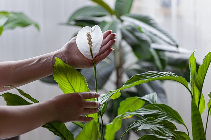 4 plantes d'intérieur qui élimine l'humidité et évite le risque de moisissure dans la maison 3 Lilien des Friedens