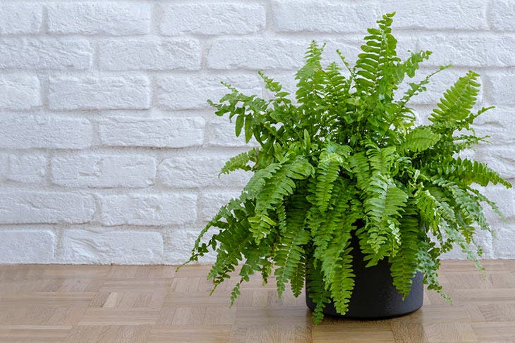 4 plantes d'intérieur qui élimine l'humidité et évite le risque de moisissure dans la maison 4 Bostoner Farn