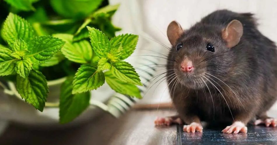 4 wirksame Pflanzen, die Mäuse für immer von Ihrem Zuhause fernhalten