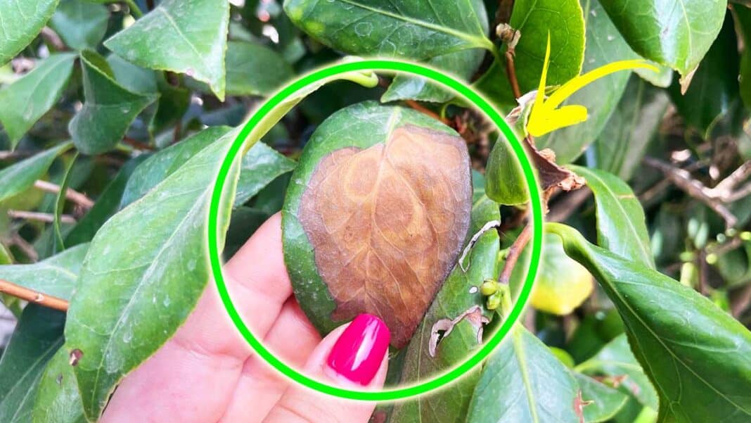 So vermeiden Sie Sonnenbrand bei Pflanzen So vermeiden Sie Sonnenbrand bei Pflanzen