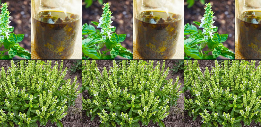 5 Dinge, die Sie mit Basilikumblüten machen können: Werfen Sie sie nicht weg