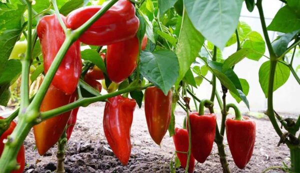 5 Geheimnisse für den Anbau von Chilischoten aus Samen