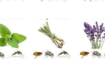 5 Pflanzen, die Spinnen, Ameisen, Mücken und Skorpione aus dem Haus vertreiben