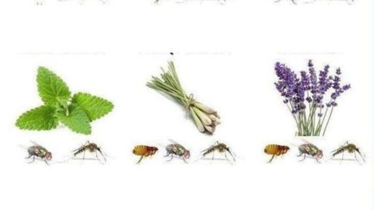 5 Pflanzen, die Spinnen, Ameisen, Mücken und Skorpione aus dem Haus vertreiben