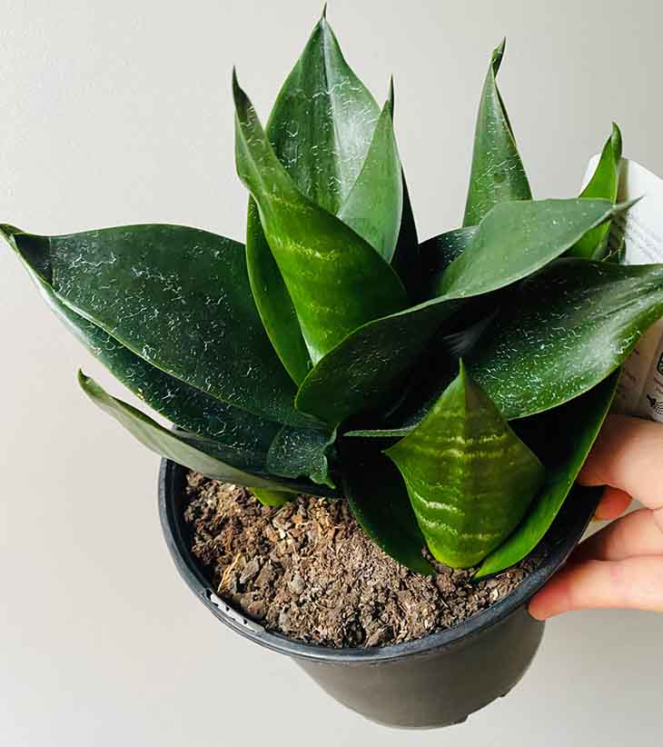 Schwert des Heiligen Georg