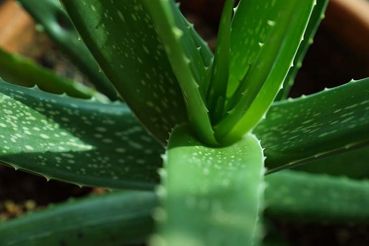 Aloe Vera