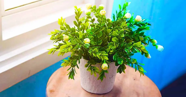 5 Pflanzen, die man im Frühling gut haben kann: Sie sind pflegeleicht und verleihen dem Haus einen angenehmen Duft