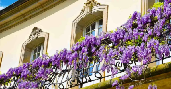 5 Pflanzen zum Wachsen auf einem Westbalkon