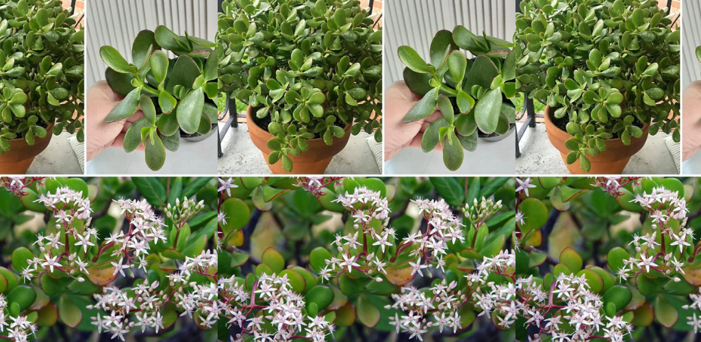 5 Pflegemaßnahmen sind erforderlich, damit der Jadebaum viele Jahre lang hält