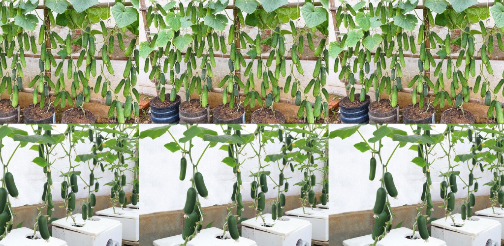 5 Tipps für den erfolgreichen Gurkenanbau und saftiges Gemüse