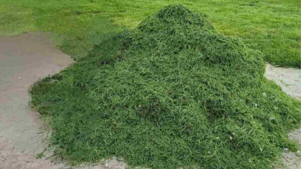 5 einfache und sehr nützliche Möglichkeiten, Grasschnitt intelligent wiederzuverwenden