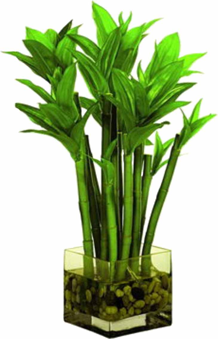 Glücksbambus – Quelle: spm