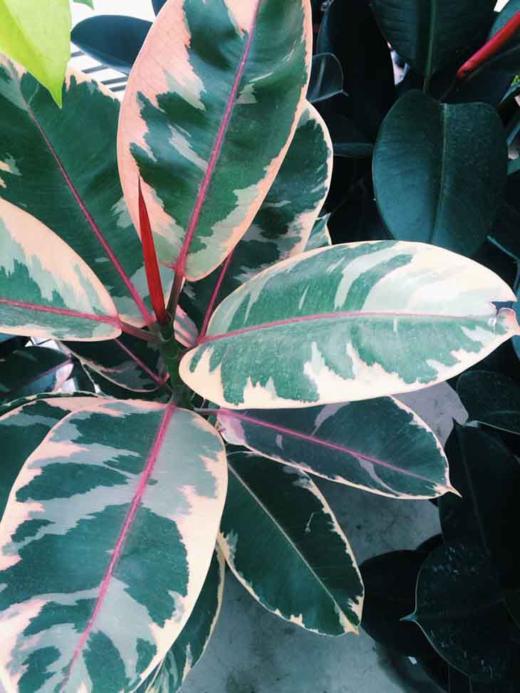 Ficus elastica – Quelle: spm