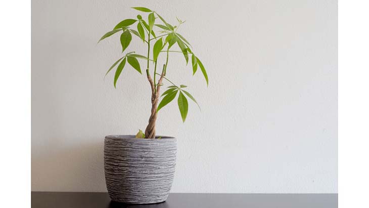 Pachira aquatica - mehrjährige Pflanze