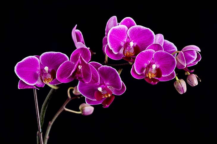 Glücksbringer - Quelle: spm