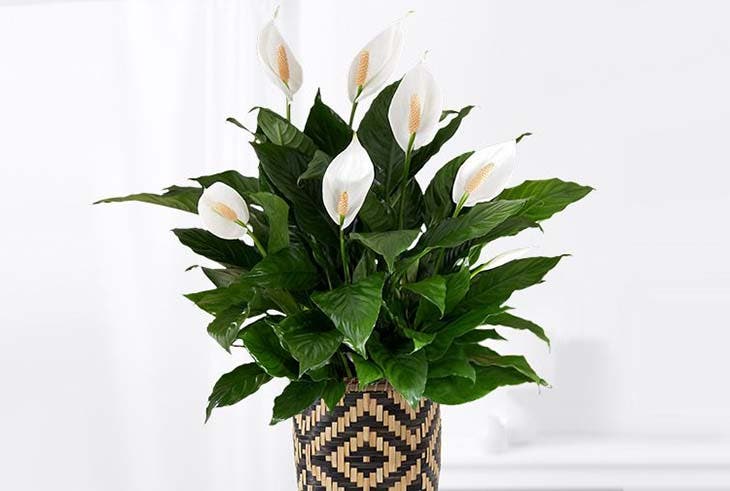 Friedenslilie - Quelle: spm