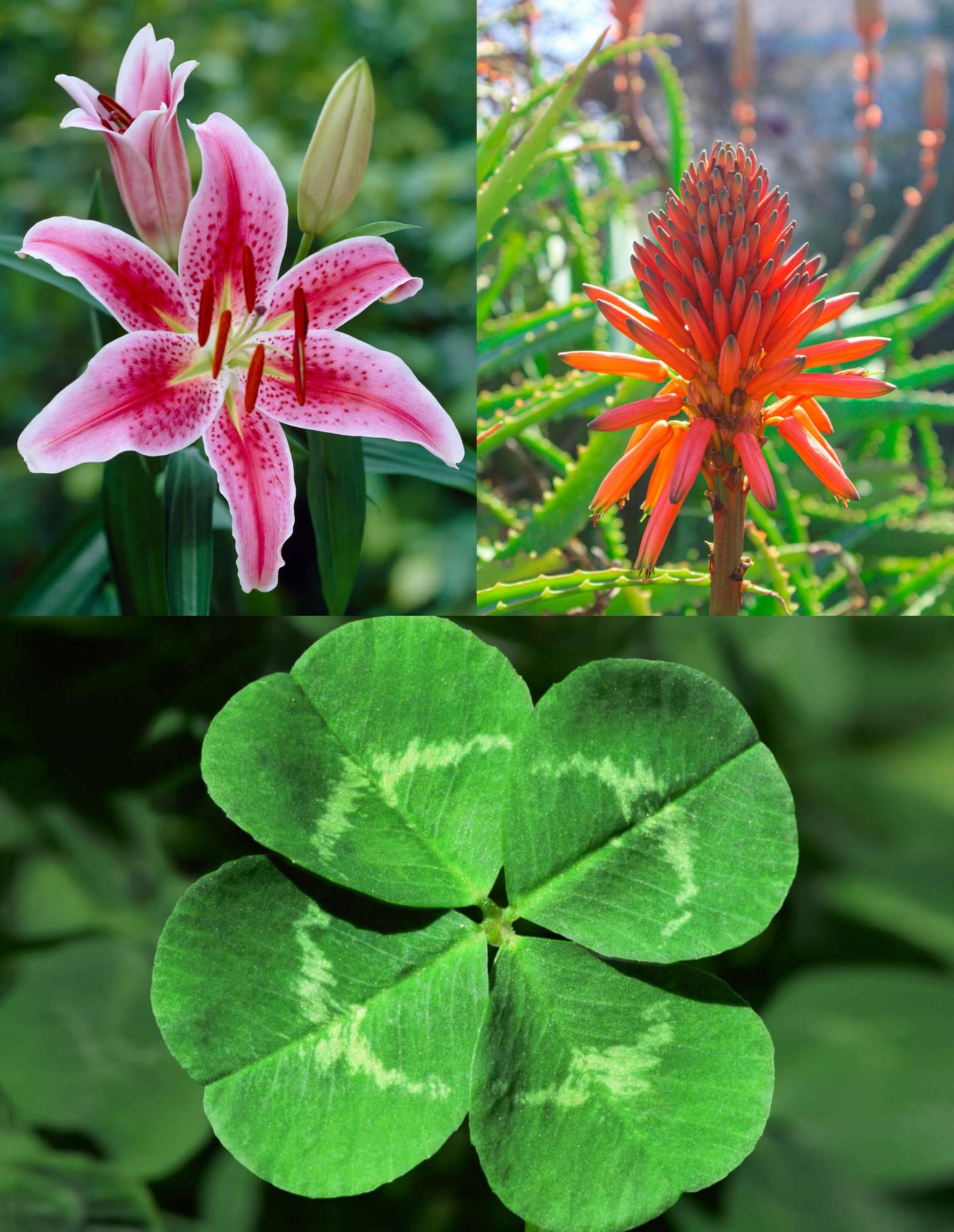 6 Pflanzen, die viel Glück, Reichtum und Gesundheit in Ihr Zuhause bringen