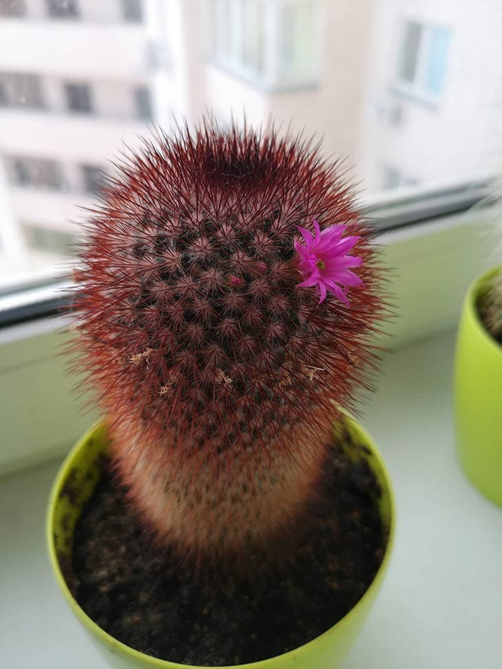 Auf der Mammillaria-Skala