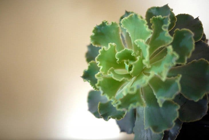 Auf der Skala von Echeveria