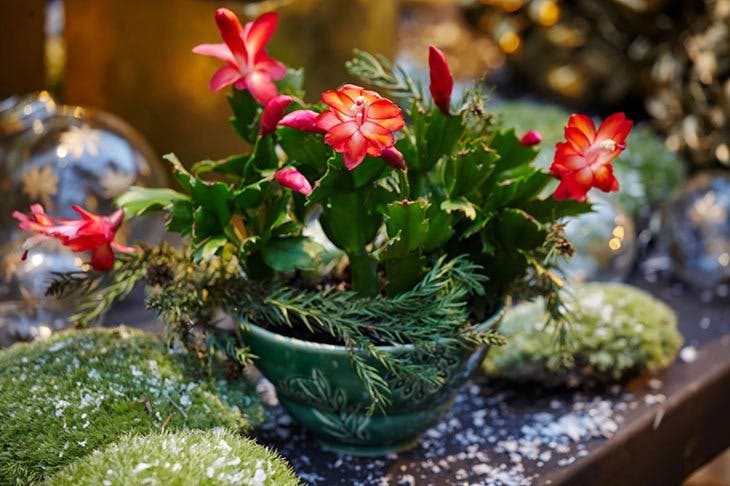 Weihnachtskaktus-Skala