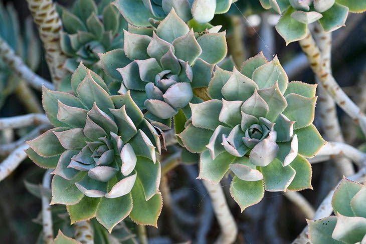 Auf der äonischen Skala