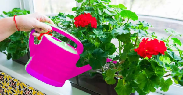 6 Tipps für schöne Geranien, die den Garten oder das Zuhause duften