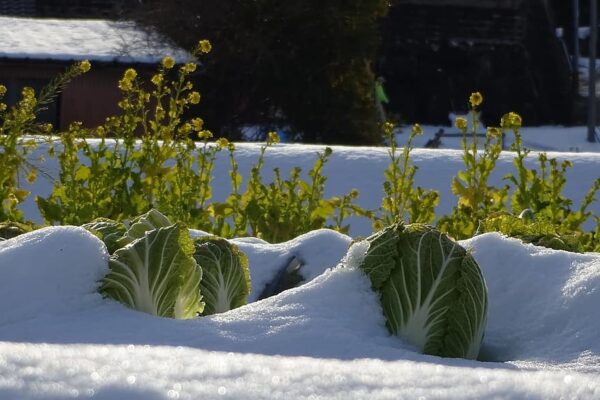 6 Wintergemüse, die Sie im Schnee anbauen können