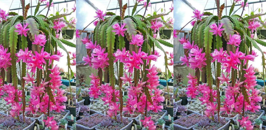 6 atemberaubende Zimmer-Hängepflanzen (Artenführer)