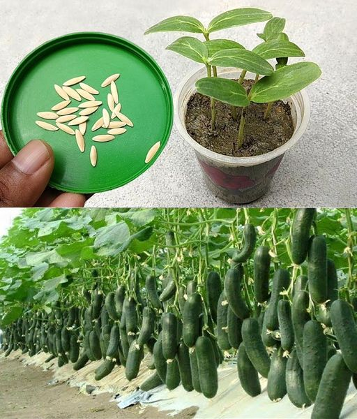 7 Fehler, die Sie beim Gurkenpflanzen vermeiden sollten