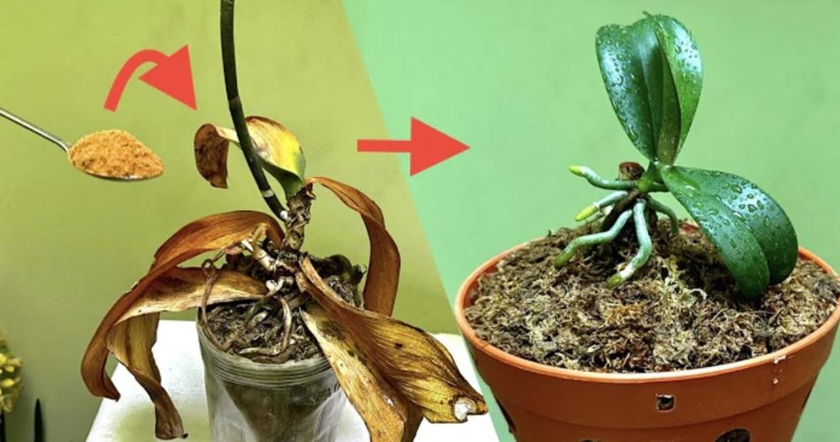 7 Fehler, die wir alle mit unseren Orchideen machen