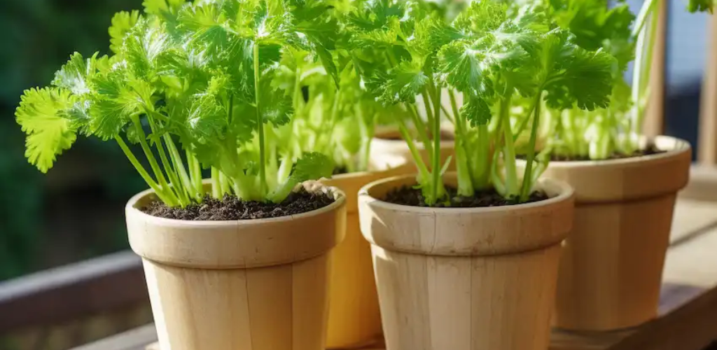 7 Gartenanfängerfehler, die Sie beim Sellerieanbau vermeiden sollten