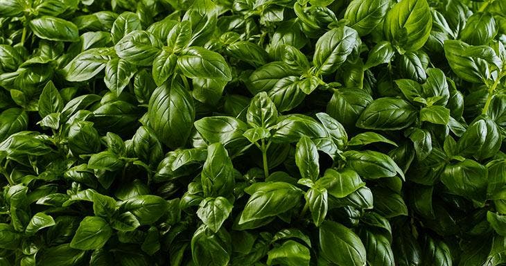 Basilikumblätter