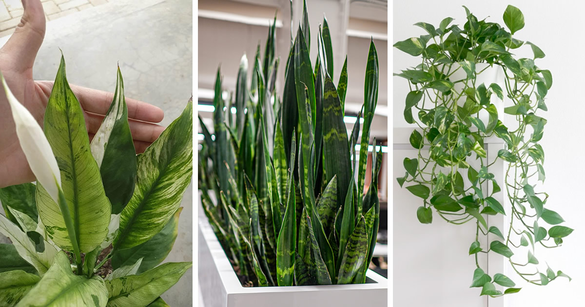 7 Zimmerpflanzen, die Staub und Allergien beseitigen