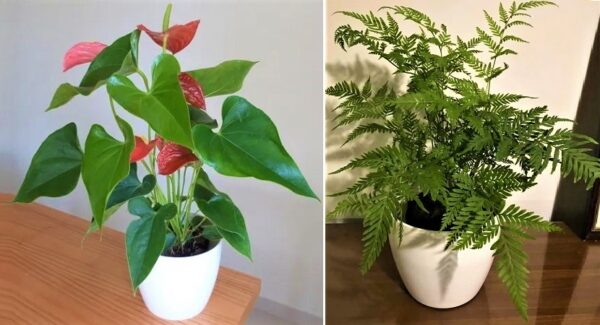 7 Zimmerpflanzen, die die Seele schmücken und erfüllen