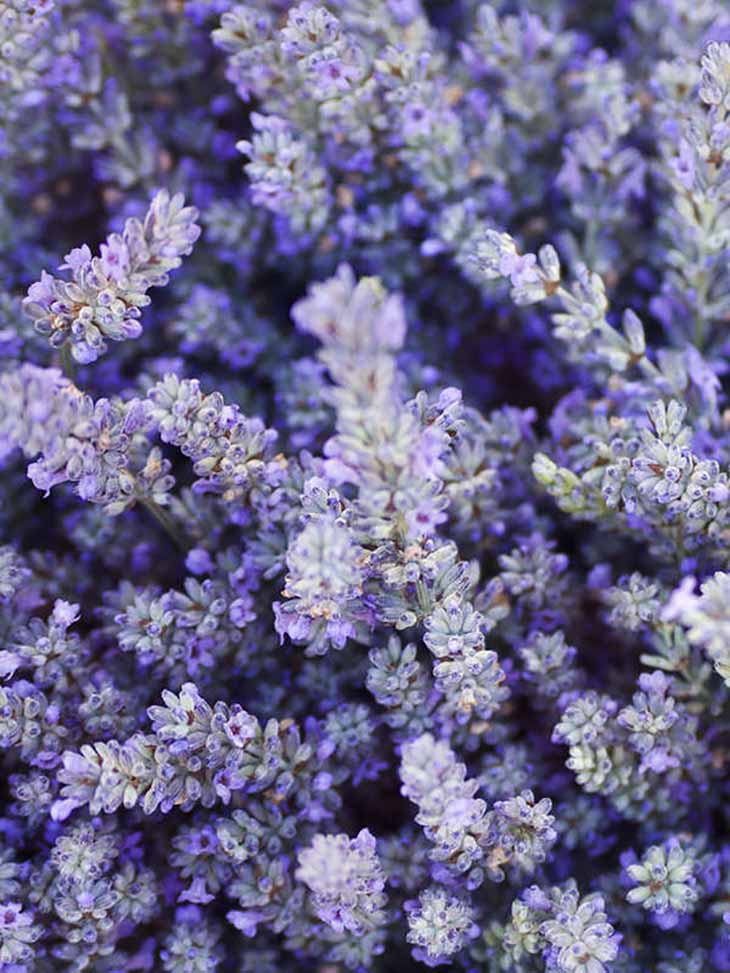 7 geniale Tricks, um Gerüche zu beseitigen und das ganze Haus mit Backpulver zu parfümieren 5 Lavendelfelder