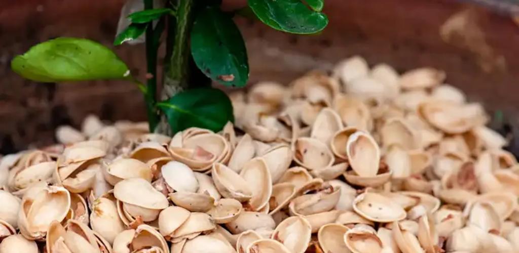 7 kreative Anwendungen für Pistazienschalen in Ihrem Haus und Garten