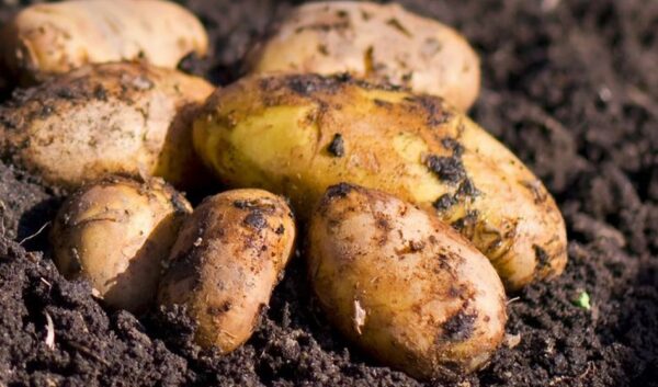 7 verschiedene Pflanzmethoden für den Kartoffelanbau